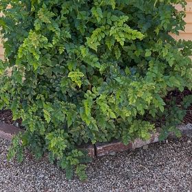 Photo of the plant species Cape Honeysuckle by @CoolDovetree48 named Nithin on Greg, the plant care app