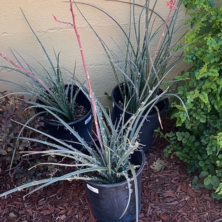Photo of the plant species Candelilla by @CoolDovetree48 named Kardashian on Greg, the plant care app