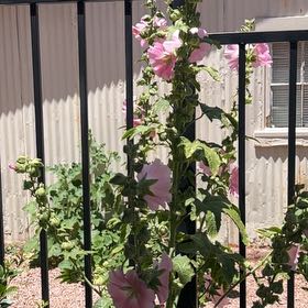 Photo of the plant species Hollyhock by @CoolDovetree48 named Daphne on Greg, the plant care app