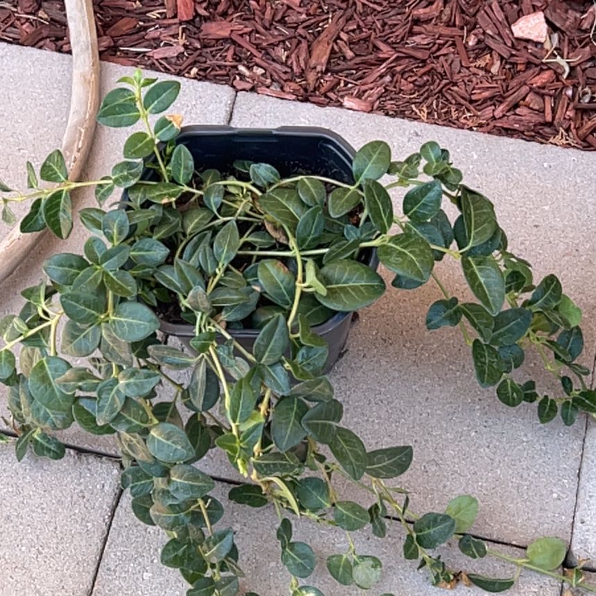 Photo of the plant species Common Periwinkle by @CoolDovetree48 named Lavender on Greg, the plant care app