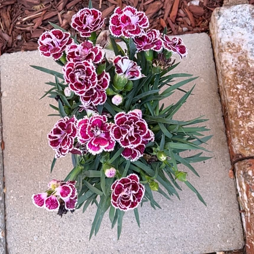 Photo of the plant species Border Carnation by @CoolDovetree48 named da Vinci on Greg, the plant care app