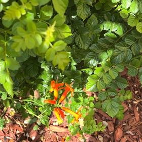 Photo of the plant species Cape Honeysuckle by @CoolDovetree48 named Navajo on Greg, the plant care app