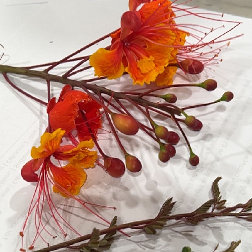 Photo of the plant species Dwarf Poinciana by @CoolDovetree48 named Hemingway on Greg, the plant care app