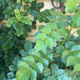Photo of the plant species Cape Honeysuckle by @CoolDovetree48 named Kendall on Greg, the plant care app