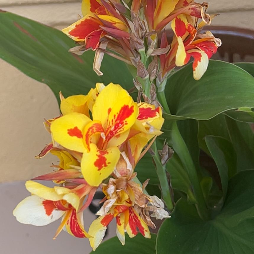 Photo of the plant species Lily of the Incas by @CoolDovetree48 named Prince on Greg, the plant care app