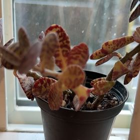 Photo of the plant species kalanchoe Partridge by @LaudableAjwain named Gomez on Greg, the plant care app