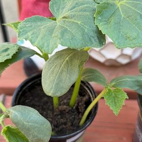 Photo of the plant species Cucumber Burpless Bush Hybrid by @LaudableAjwain named Nithin on Greg, the plant care app