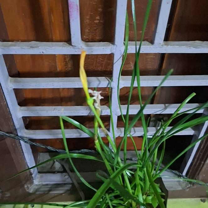 Photo of the plant species copper zephyrlily by @SurehandedWorm named Sanders on Greg, the plant care app