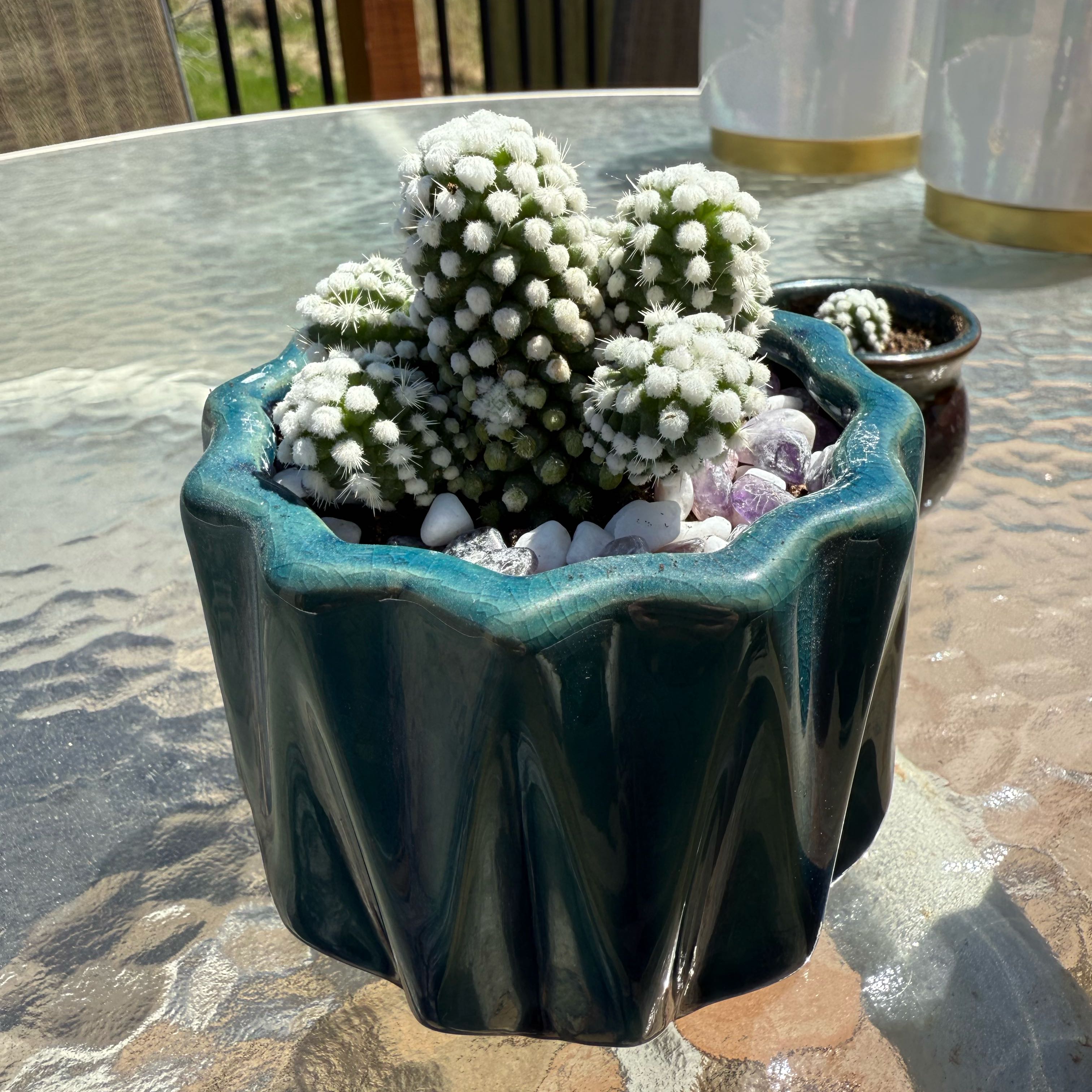 Photo of the plant species Arizona Snowcap Cactus by @FreeChisme89 named Big Softie on Greg, the plant care app