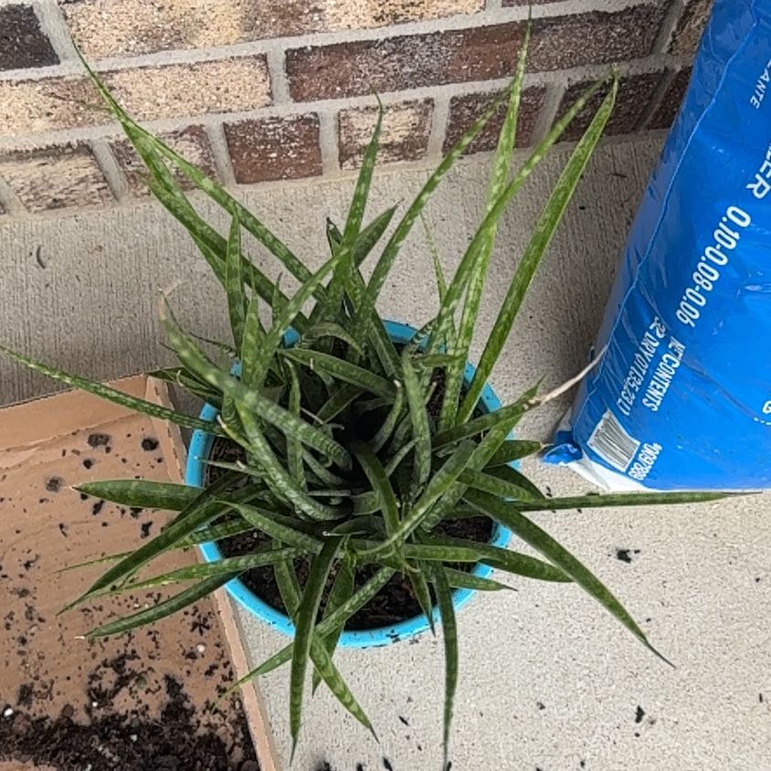 Photo of the plant species Dracaena 'Fernwood' by @BraveAster72 named Scarlett on Greg, the plant care app