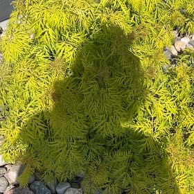 Photo of the plant species Parsley Fern by @FocusedMakura50 named Luna on Greg, the plant care app