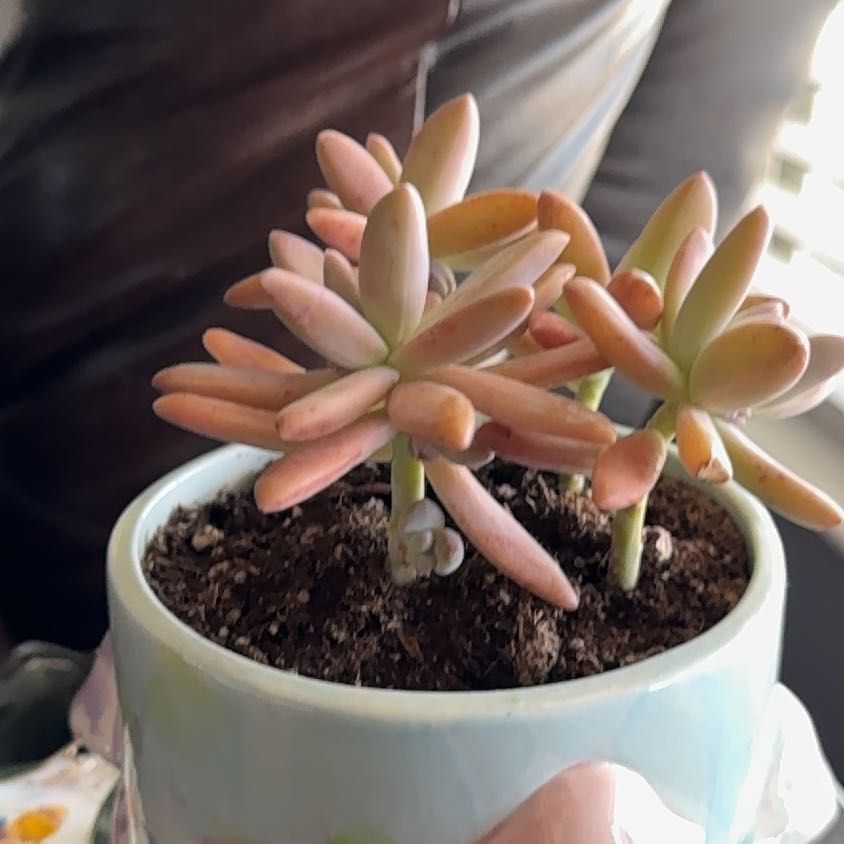 Photo of the plant species Graptoveria 'Blue Pearl' by @ComicPhalsa29 named olivia on Greg, the plant care app