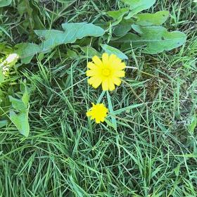 Photo of the plant species Cat's Ear by @AspiringBarley named Tolkien on Greg, the plant care app