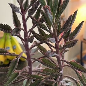 Photo of the plant species Houghton's Hybrid by @YeveBegonia38 named Zeus on Greg, the plant care app