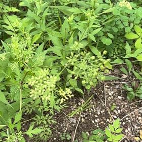 Photo of the plant species Golden Alexanders by @SageAgboy56 named Sproutacus on Greg, the plant care app