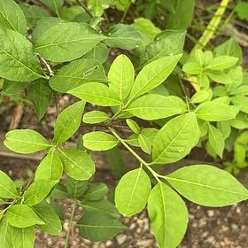 Photo of the plant species Fringetree by @SageAgboy56 named Tree Diddy on Greg, the plant care app