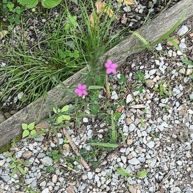 Photo of the plant species Red Campion by @SageAgboy56 named Lebron on Greg, the plant care app