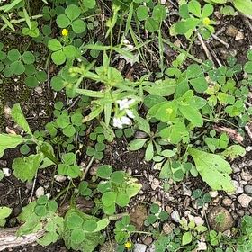 Photo of the plant species Blue Fieldmadder by @SageAgboy56 named Keanu Leaves on Greg, the plant care app