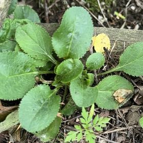 Photo of the plant species Clustered Bellflower by @SageAgboy56 named Sol on Greg, the plant care app