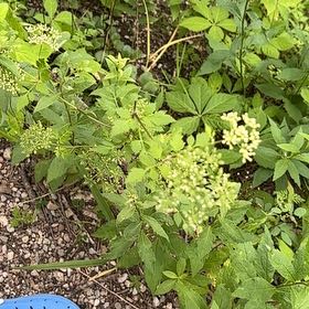Photo of the plant species Golden Alexanders by @SageAgboy56 named Plato on Greg, the plant care app