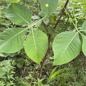 Photo of the plant species Hop Tree by @SageAgboy56 named Fernie Mac on Greg, the plant care app