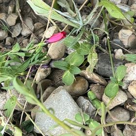 Photo of the plant species Flowering Flax by @SageAgboy56 named Emerson on Greg, the plant care app