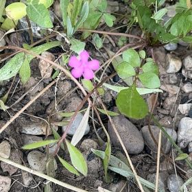 Photo of the plant species Jointed Woodsorrel by @SageAgboy56 named Gaga on Greg, the plant care app