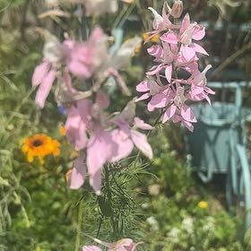 Photo of the plant species Doubtful Knight's-Spur by @SageAgboy56 named Bella on Greg, the plant care app