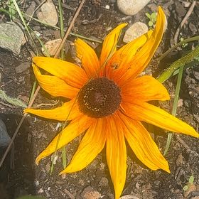 Photo of the plant species Blackeyed Susan by @SageAgboy56 named Miley on Greg, the plant care app
