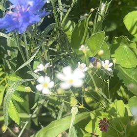 Photo of the plant species Cornflower by @SageAgboy56 named Ulysses S Plant on Greg, the plant care app