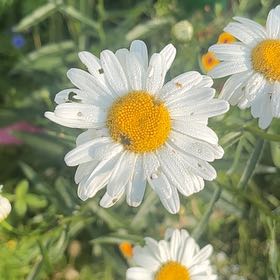 Photo of the plant species Ox-Eye Daisy by @SageAgboy56 named da Vinci on Greg, the plant care app
