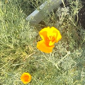 Photo of the plant species California Poppy by @SageAgboy56 named Surya on Greg, the plant care app