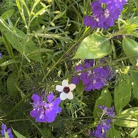 Photo of the plant species Doubtful Knight's-Spur by @SageAgboy56 named Clooney on Greg, the plant care app