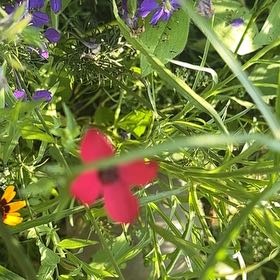 Photo of the plant species Flowering Flax by @SageAgboy56 named Huckleberry Fern on Greg, the plant care app