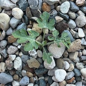 Photo of the plant species Watermelon by @SageAgboy56 named Leonardo on Greg, the plant care app