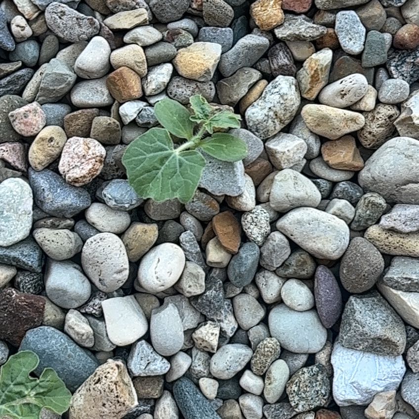 Photo of the plant species Melon by @SageAgboy56 named Remington on Greg, the plant care app
