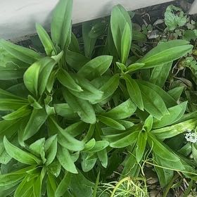 Photo of the plant species Sweet William by @SageAgboy56 named Leaf Erickson on Greg, the plant care app