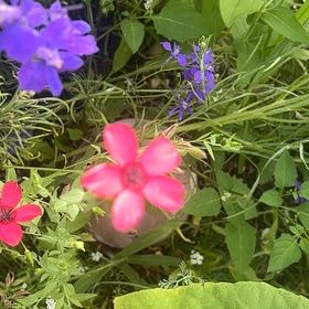 Photo of the plant species Flowering Flax by @SageAgboy56 named Elina on Greg, the plant care app