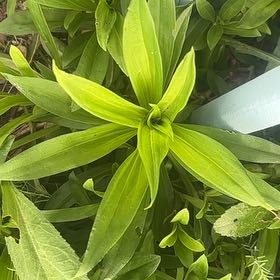 Photo of the plant species Seaside Goldenrod by @SageAgboy56 named Wall-E on Greg, the plant care app