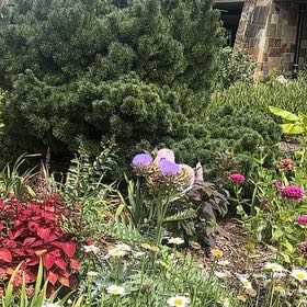 Photo of the plant species Cardoon by @SageAgboy56 named Anne on Greg, the plant care app