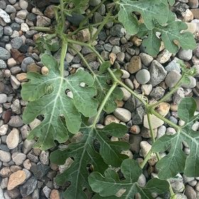 Photo of the plant species Watermelon by @SageAgboy56 named Ronaldo on Greg, the plant care app