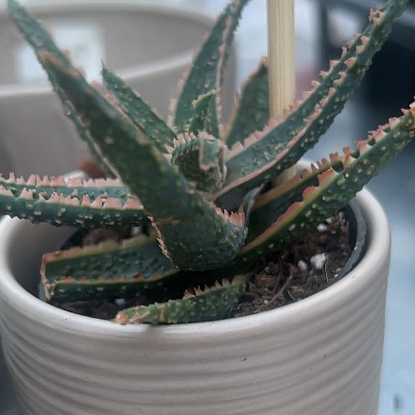 Photo of the plant species Haworthia attenuata 'Enon' by @HumaneAlbo85 named Hemingway on Greg, the plant care app