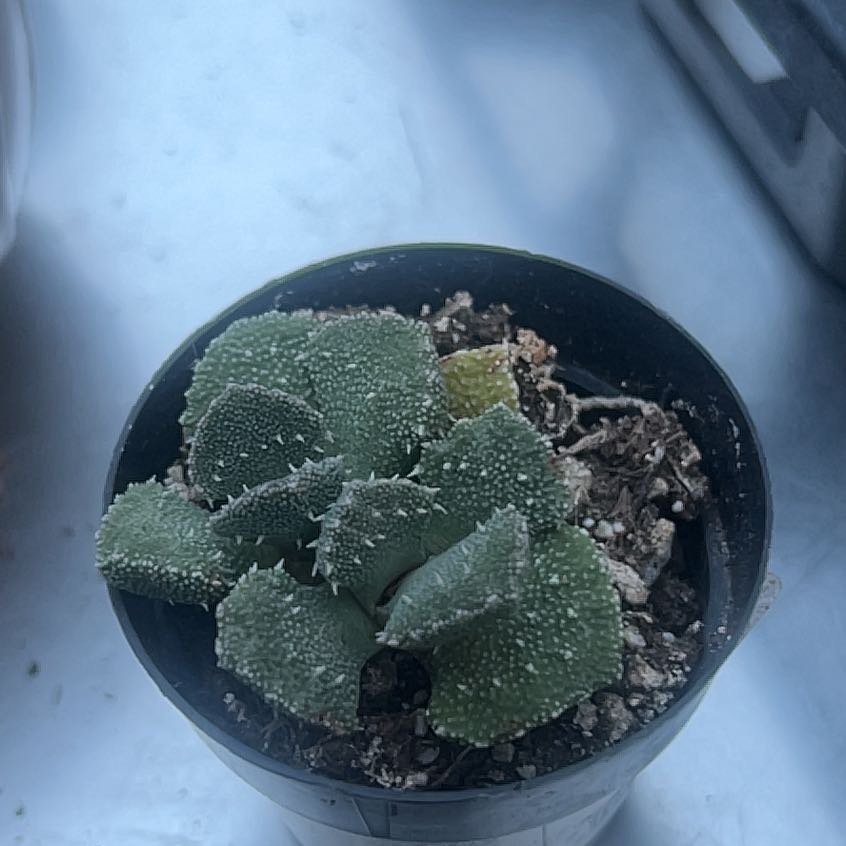 Photo of the plant species Tokyo Sun Stonecrop by @HumaneAlbo85 named Sonora on Greg, the plant care app