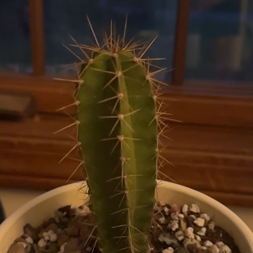 Photo of the plant species Lemaireocereus chende by @HotFlatpea26 named Eva on Greg, the plant care app