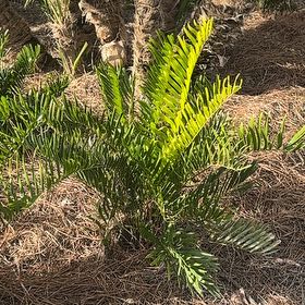 Photo of the plant species Florida Arrowroot by @MagicalWychelm2 named Gregarious on Greg, the plant care app