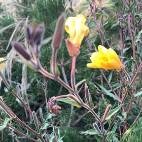 Photo of the plant species Redsepal Evening Primrose by @PositiveKoa named Orlando Bloom on Greg, the plant care app