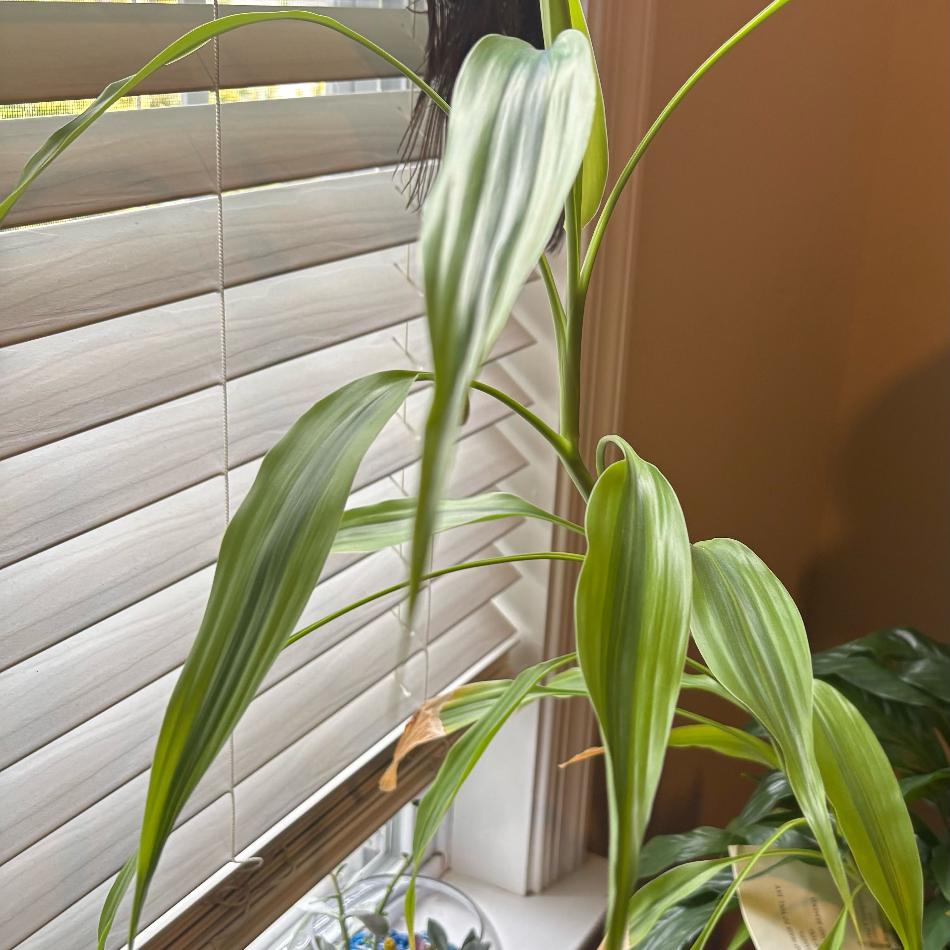 Photo of the plant species Dracaena Sanderiana 'White Ribbon' by @YernGasteria named Mac on Greg, the plant care app