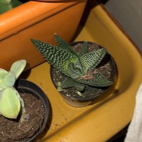 Photo of the plant species Gasteria 'Okavango' by @ExecCashew36 named Vangebond on Greg, the plant care app