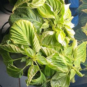 Photo of the plant species Korean Perilla by @PiousRaintree12 named Muhammad Ali on Greg, the plant care app