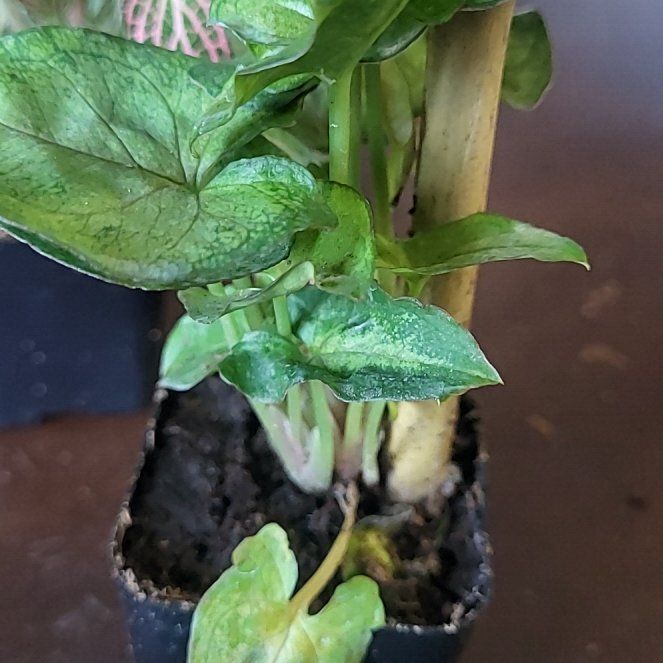 Photo of the plant species Berry Allusion Syngonium by @BestKohekohe87 named Cleopatra on Greg, the plant care app